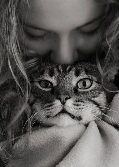 Cats