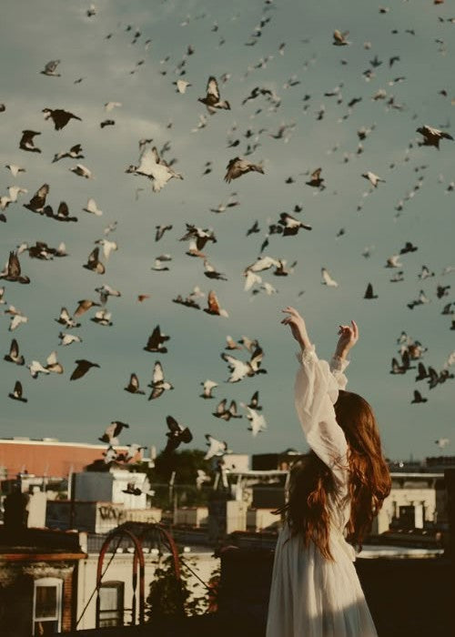 Birds